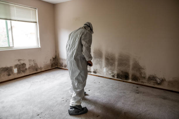 Certified Mold Removal in Lake Shore, MD