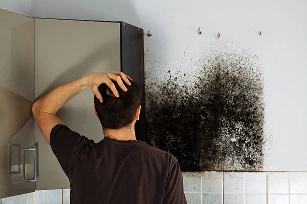 Mold Testing and Removal in Lake Shore, MD